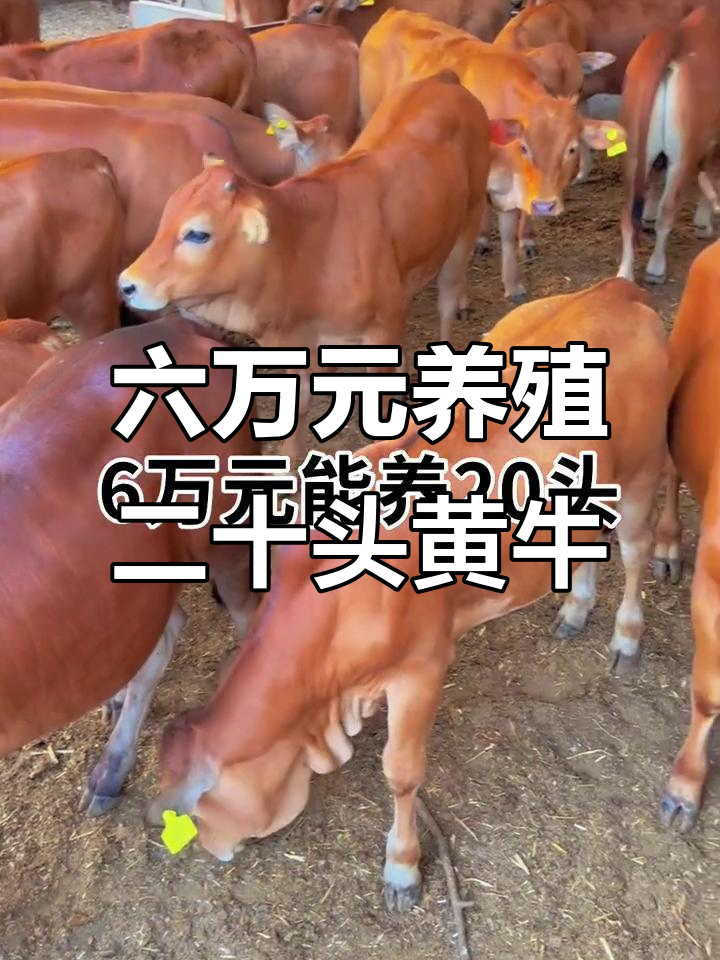 东阳最新线上套医保的黄牛是真的吗方法分析(最方便真实的东阳线上套医保的黄牛是真的吗能报销吗方法)